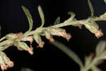 Common wormwood 